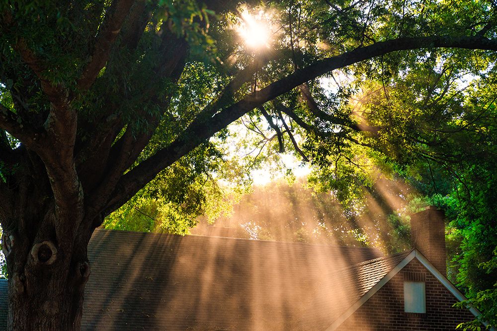 Morning Sunlight Horizontal art print by Will Malone for $57.95 CAD