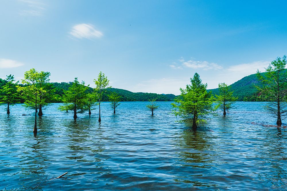 Ocoee Summer 4 art print by Will Malone for $57.95 CAD