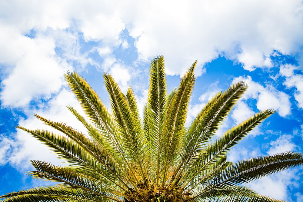 Palm Fan art print by Will Malone for $57.95 CAD