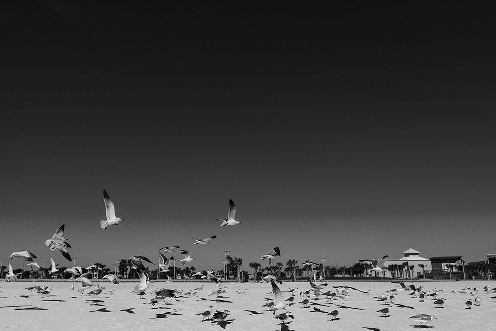 Seagulls 3 art print by Will Malone for $57.95 CAD
