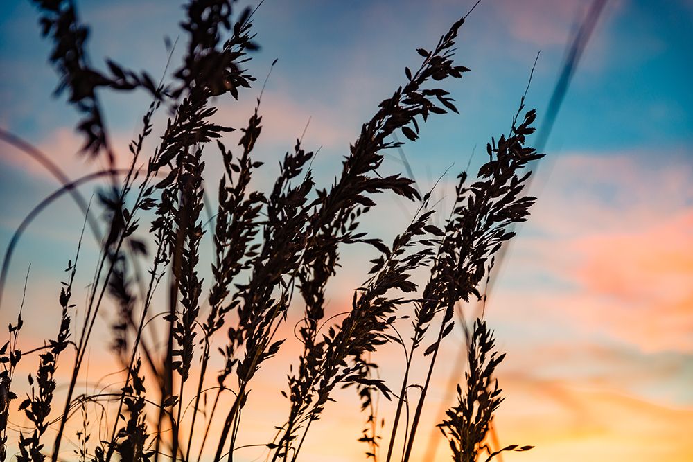 Shadow Grass art print by Will Malone for $57.95 CAD