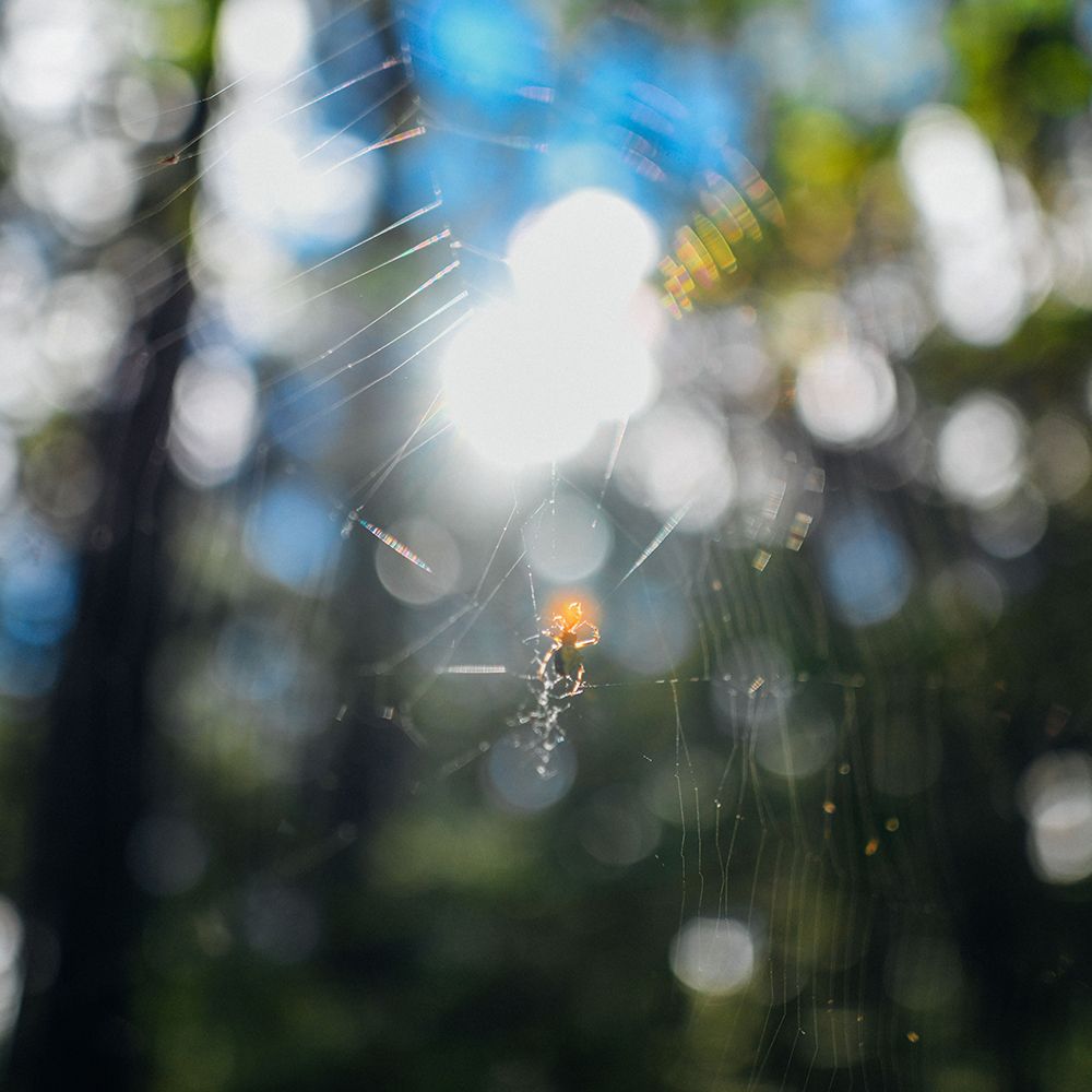 Spider Sunset art print by Will Malone for $57.95 CAD