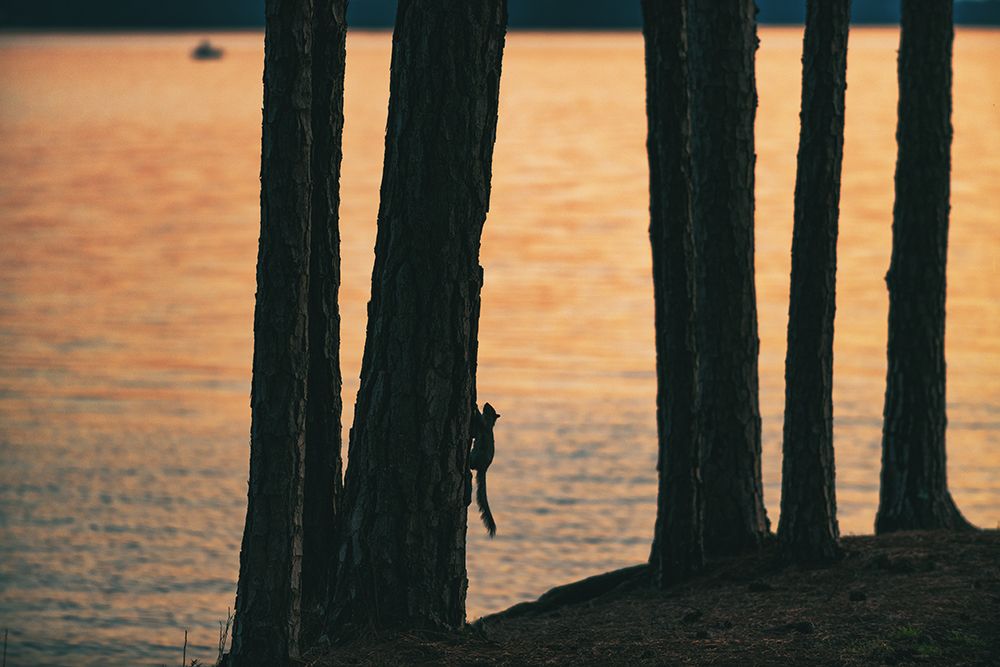 Sunset Squirrell art print by Will Malone for $57.95 CAD