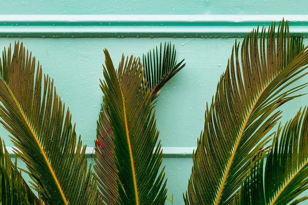 Teal Fern art print by Will Malone for $57.95 CAD