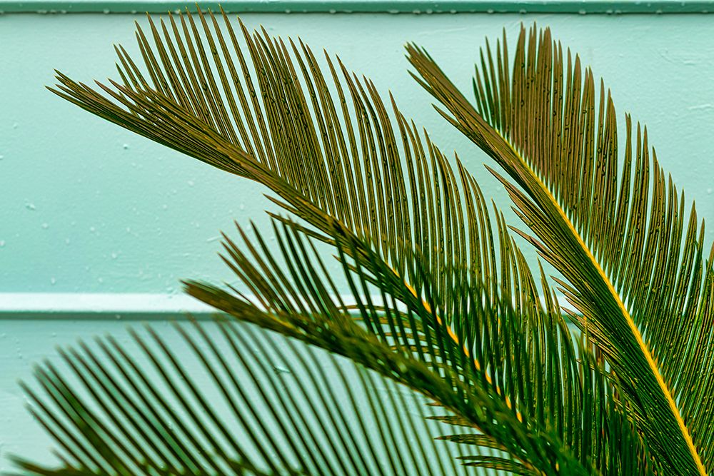 Teal Fern 2 art print by Will Malone for $57.95 CAD