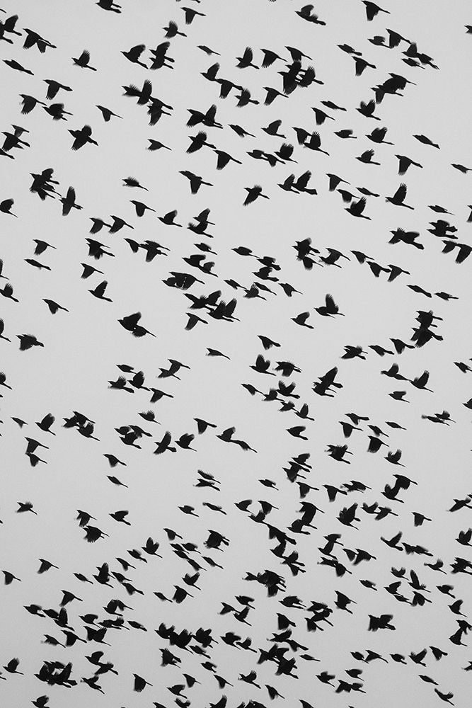 The Birds 2 art print by Will Malone for $57.95 CAD