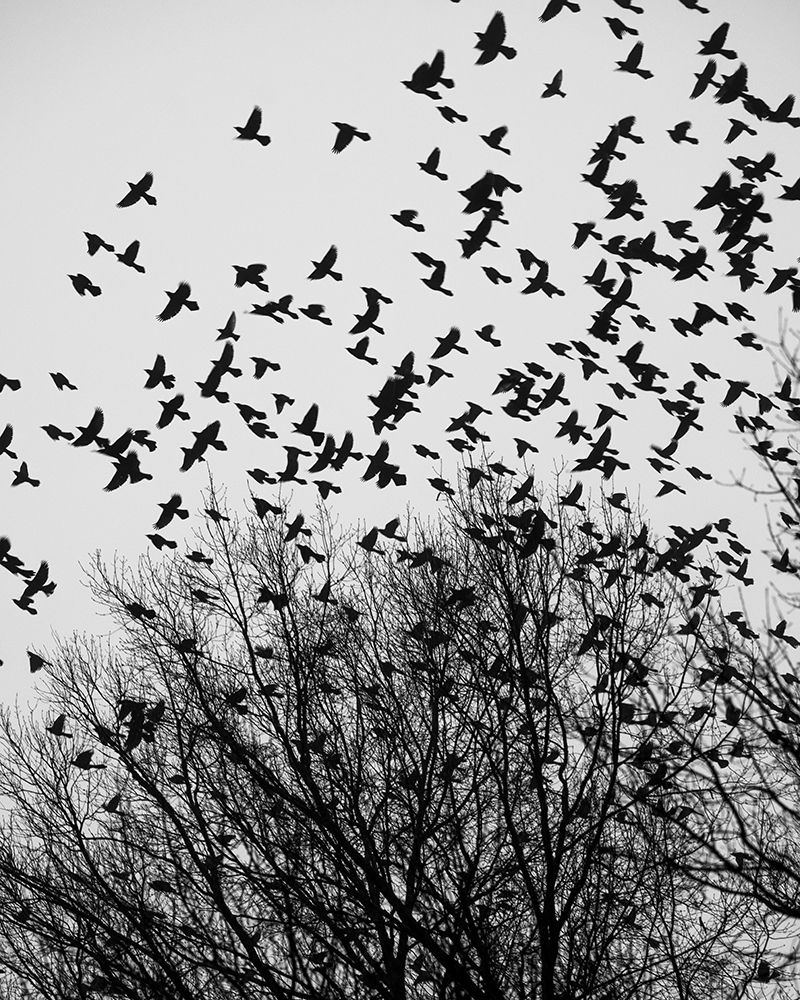 The Birds 3 art print by Will Malone for $57.95 CAD