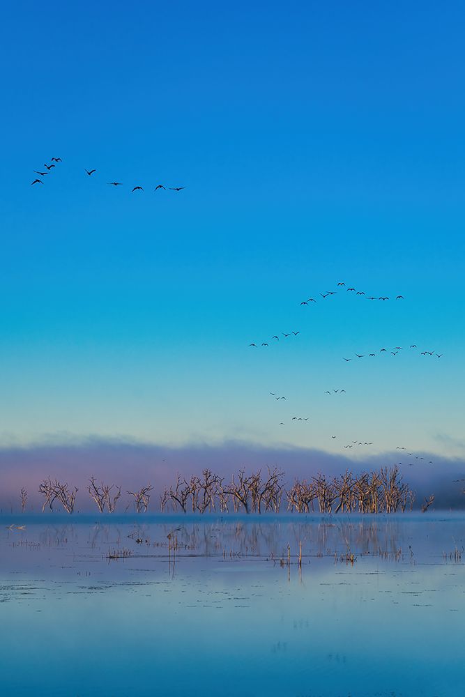 Tired Creek Fog art print by Will Malone for $57.95 CAD