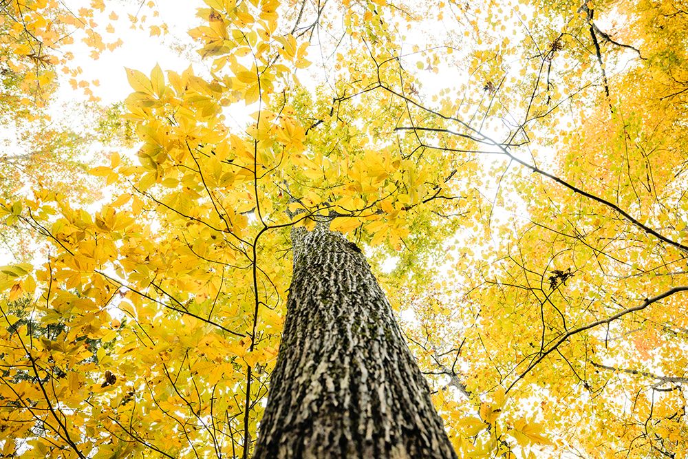 Yellow 2B art print by Will Malone for $57.95 CAD