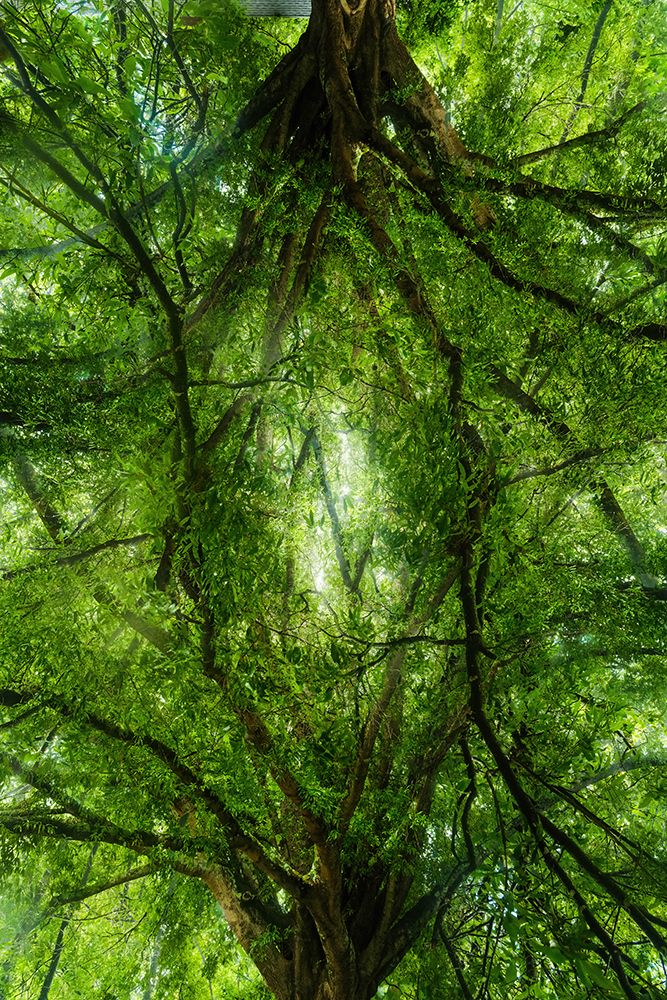 Grand Tree art print by Will Malone for $57.95 CAD