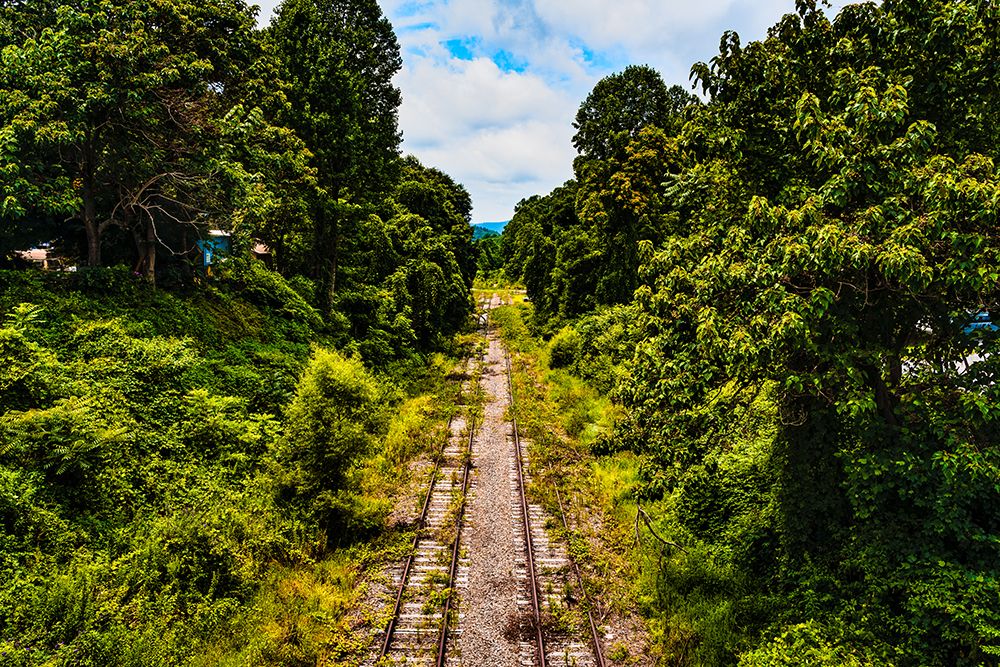 Overgrowth 2 art print by Will Malone for $57.95 CAD
