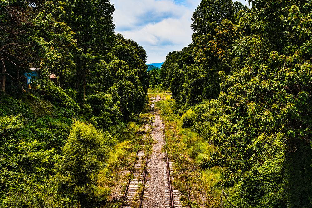 Overgrowth 3 art print by Will Malone for $57.95 CAD