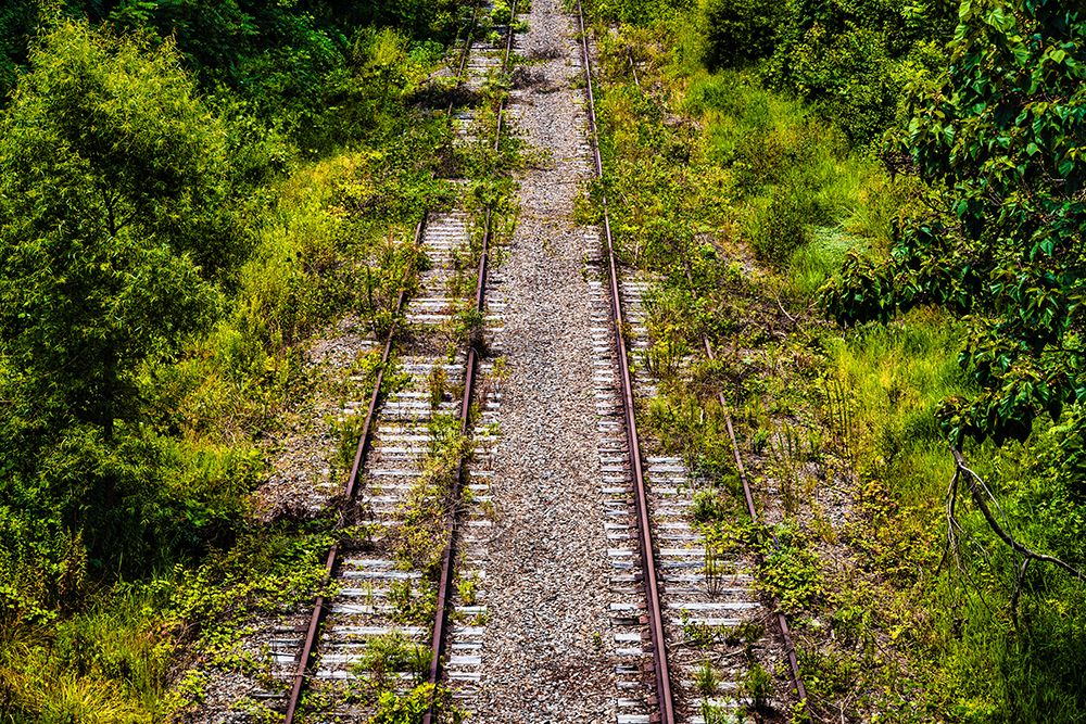 Overgrowth art print by Will Malone for $57.95 CAD