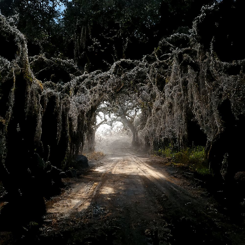 Road in the Woods 4 art print by Screendoor for $57.95 CAD