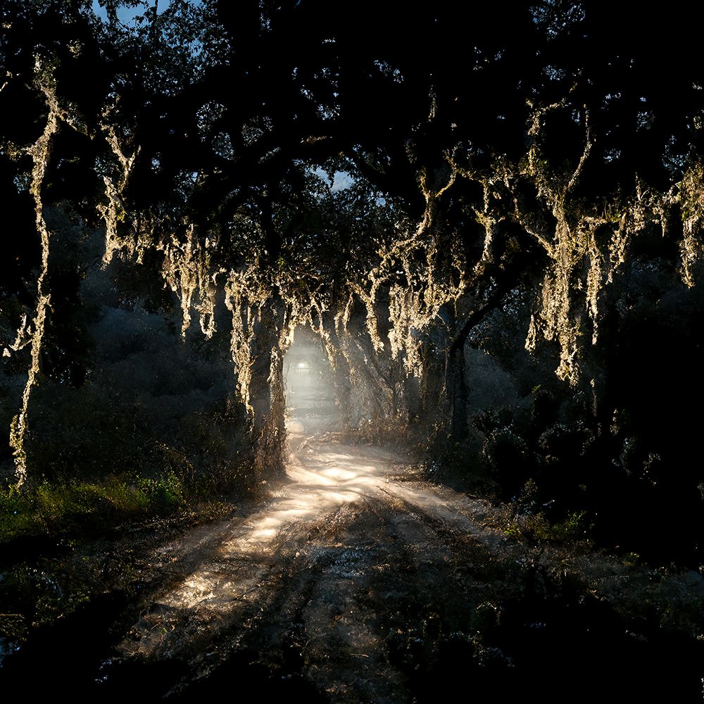Road in the Woods 7 art print by Screendoor for $57.95 CAD