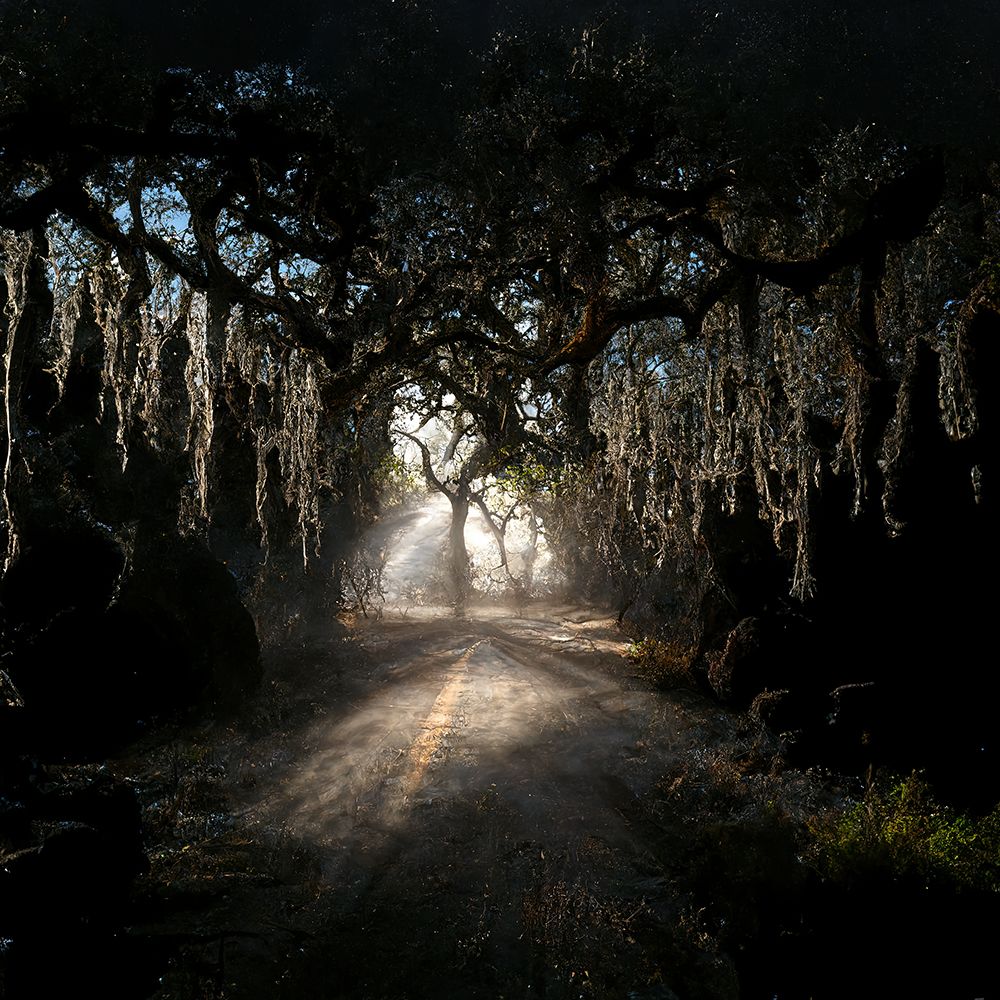 Road in the Woods 8 art print by Screendoor for $57.95 CAD