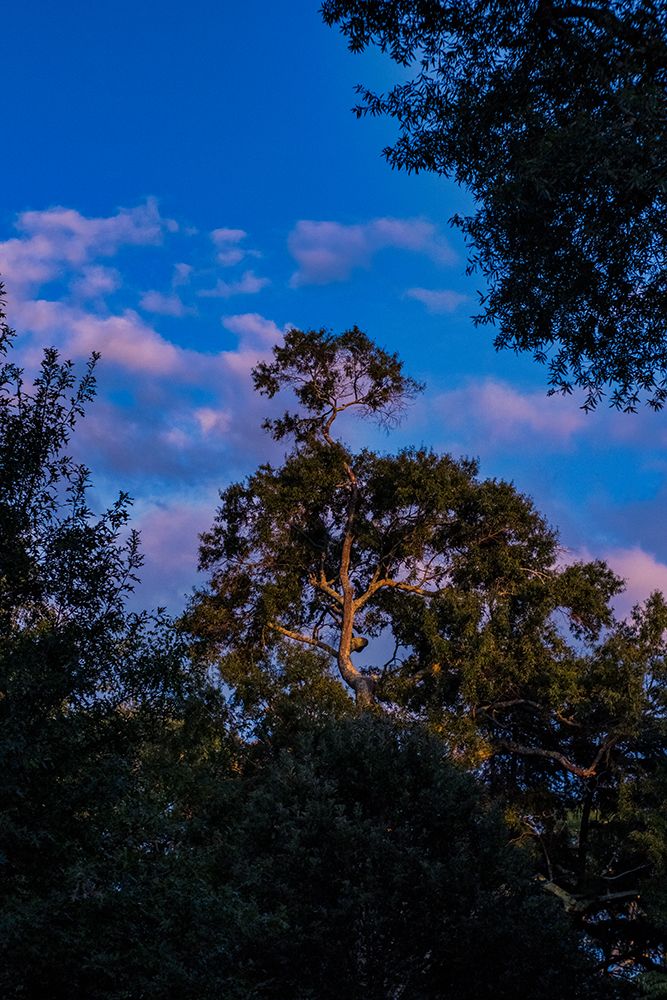 Tree Spotlight 2 art print by Will Malone for $57.95 CAD