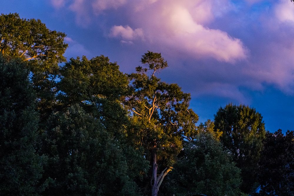 Tree Spotlight art print by Will Malone for $57.95 CAD