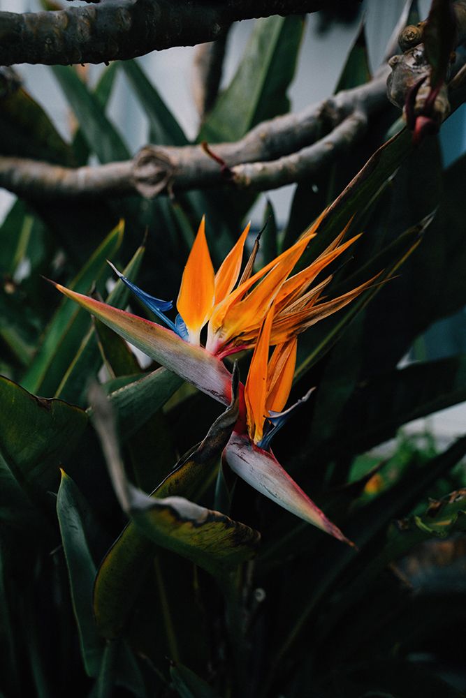 Bird of Paradise art print by Will Malone for $57.95 CAD