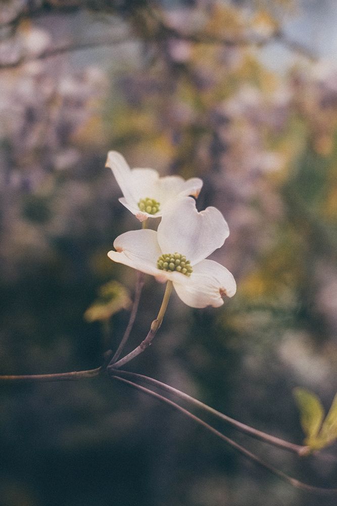 Surreal Spring 15 art print by Will Malone for $57.95 CAD