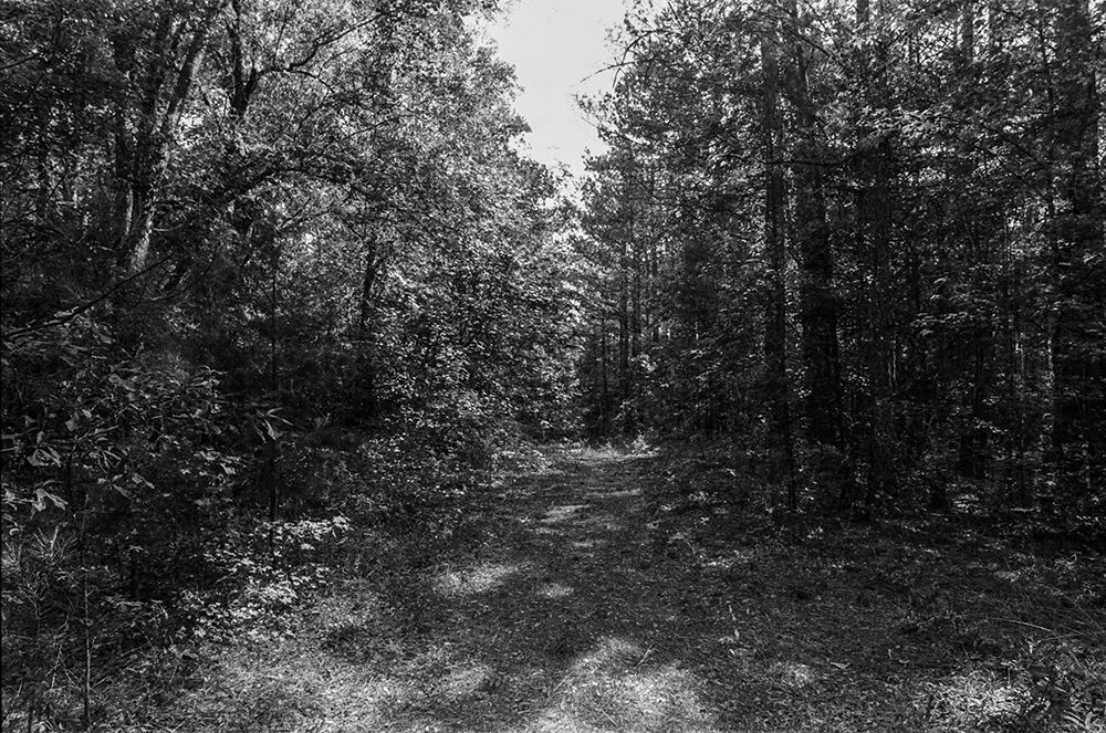 WoodLand 1 art print by Will Malone for $57.95 CAD