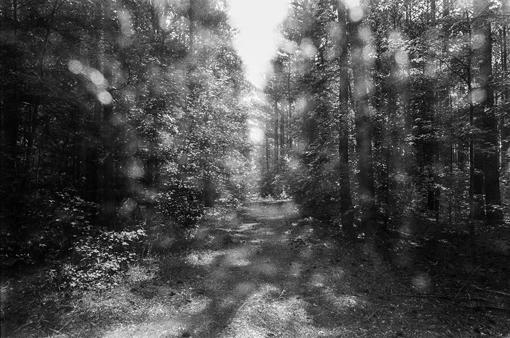 WoodLand 2 art print by Will Malone for $57.95 CAD