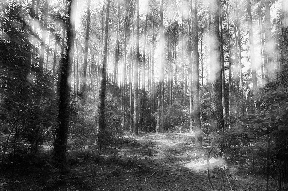 WoodLand 3 art print by Will Malone for $57.95 CAD
