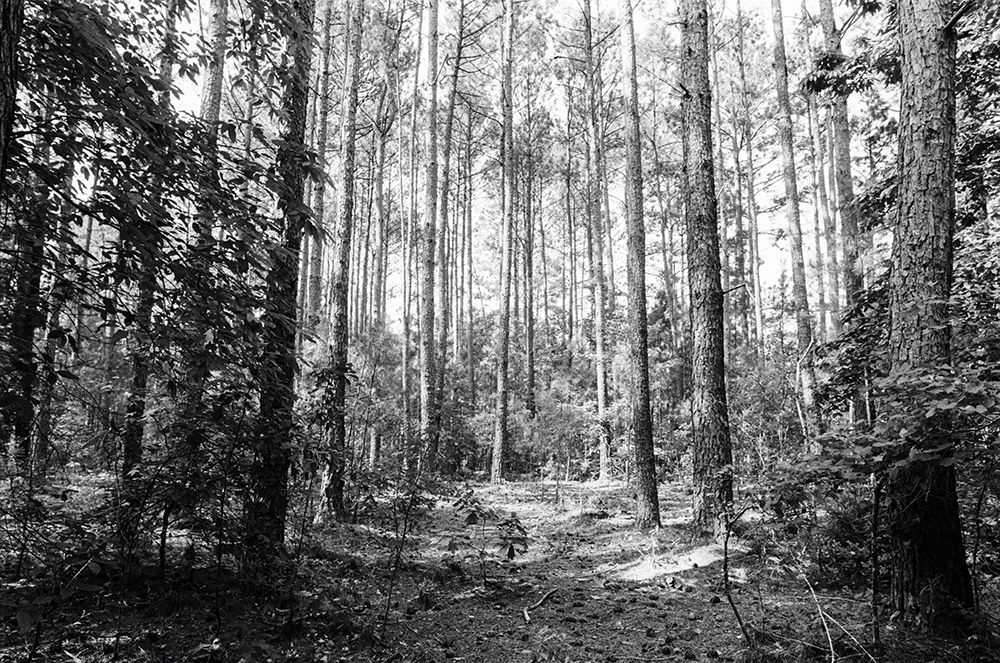 WoodLand 4 art print by Will Malone for $57.95 CAD