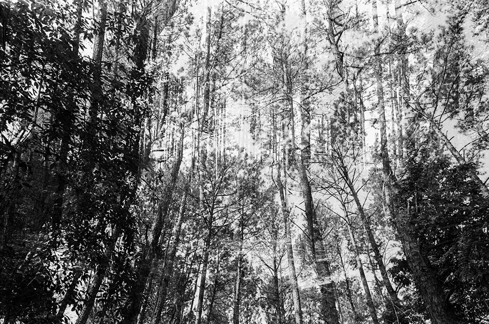 WoodLand 5 art print by Will Malone for $57.95 CAD
