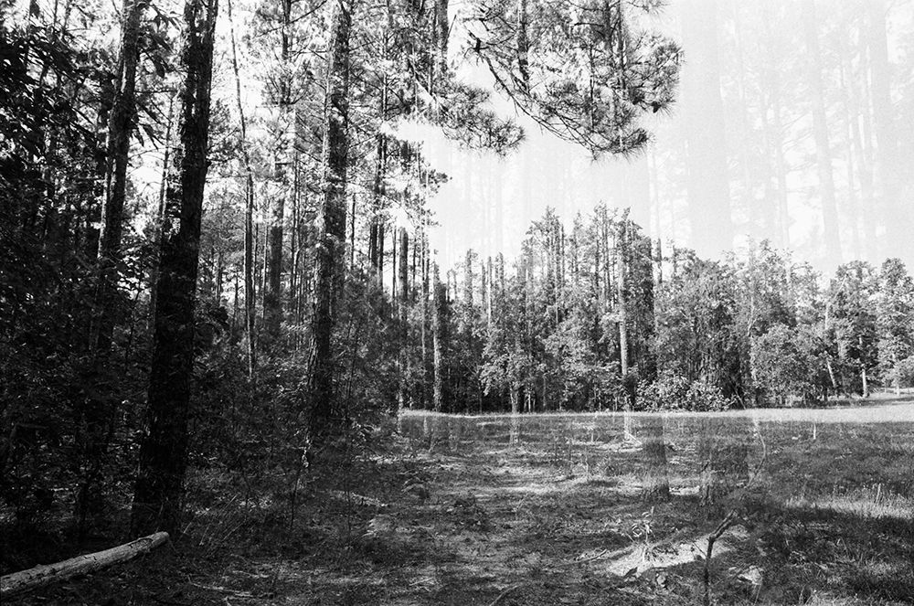 WoodLand 6 art print by Will Malone for $57.95 CAD