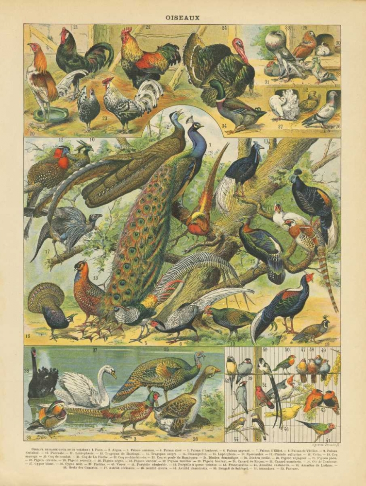 Oiseaux I art print by Gwendolyn Babbitt for $57.95 CAD