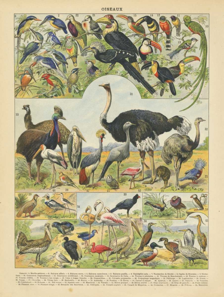 Oiseaux IV art print by Gwendolyn Babbitt for $57.95 CAD