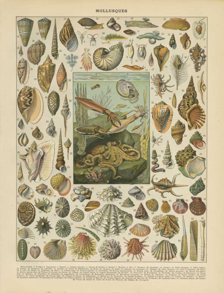 Mollusques art print by Gwendolyn Babbitt for $57.95 CAD
