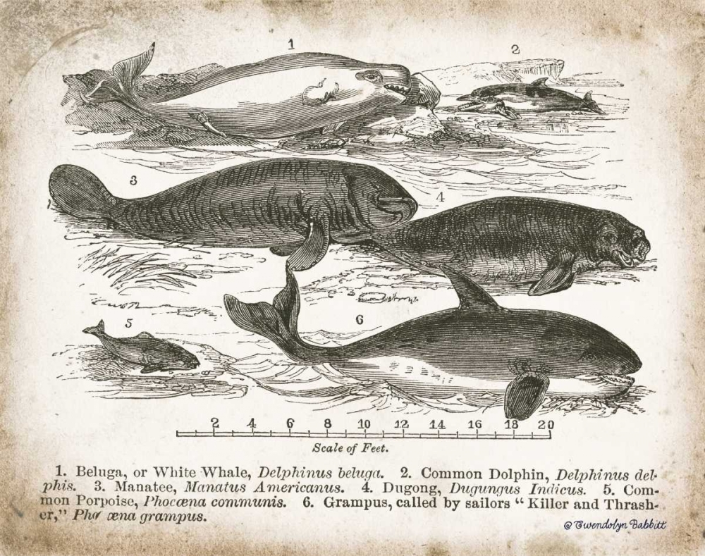 Antique Whales I art print by Gwendolyn Babbitt for $57.95 CAD