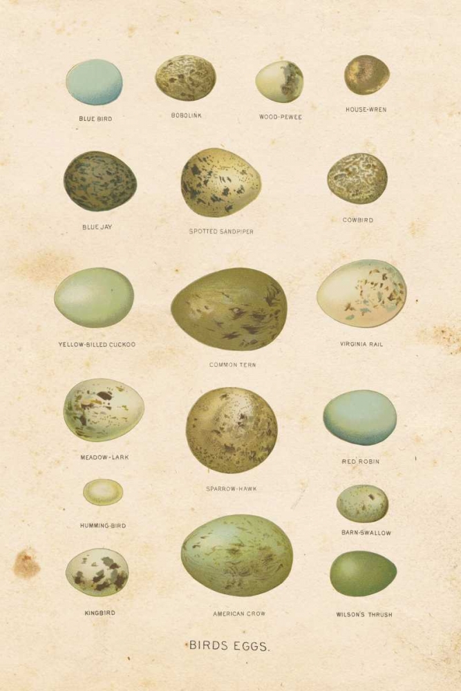 Birds Eggs I art print by Gwendolyn Babbitt for $57.95 CAD