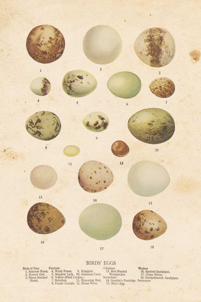 Birds Eggs II art print by Gwendolyn Babbitt for $57.95 CAD