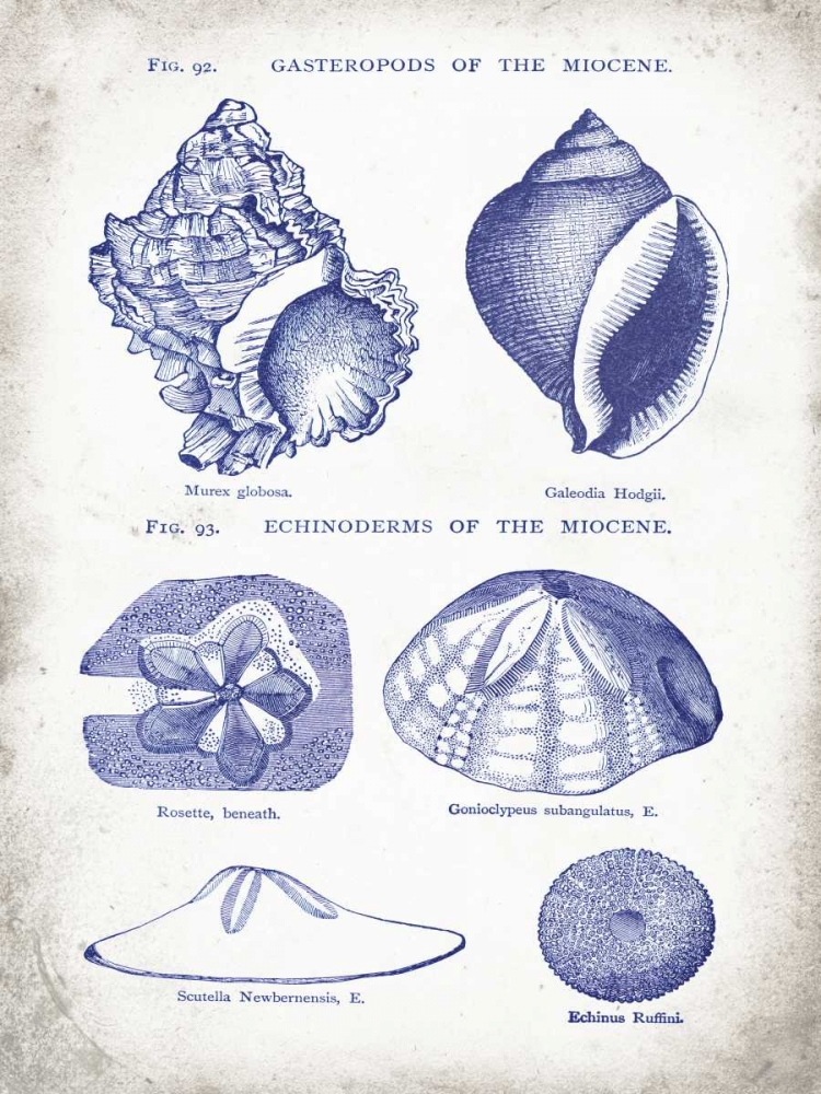 Indigo Shells I art print by Gwendolyn Babbitt for $57.95 CAD