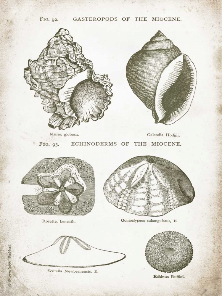 Vintage Shells I art print by Gwendolyn Babbitt for $57.95 CAD