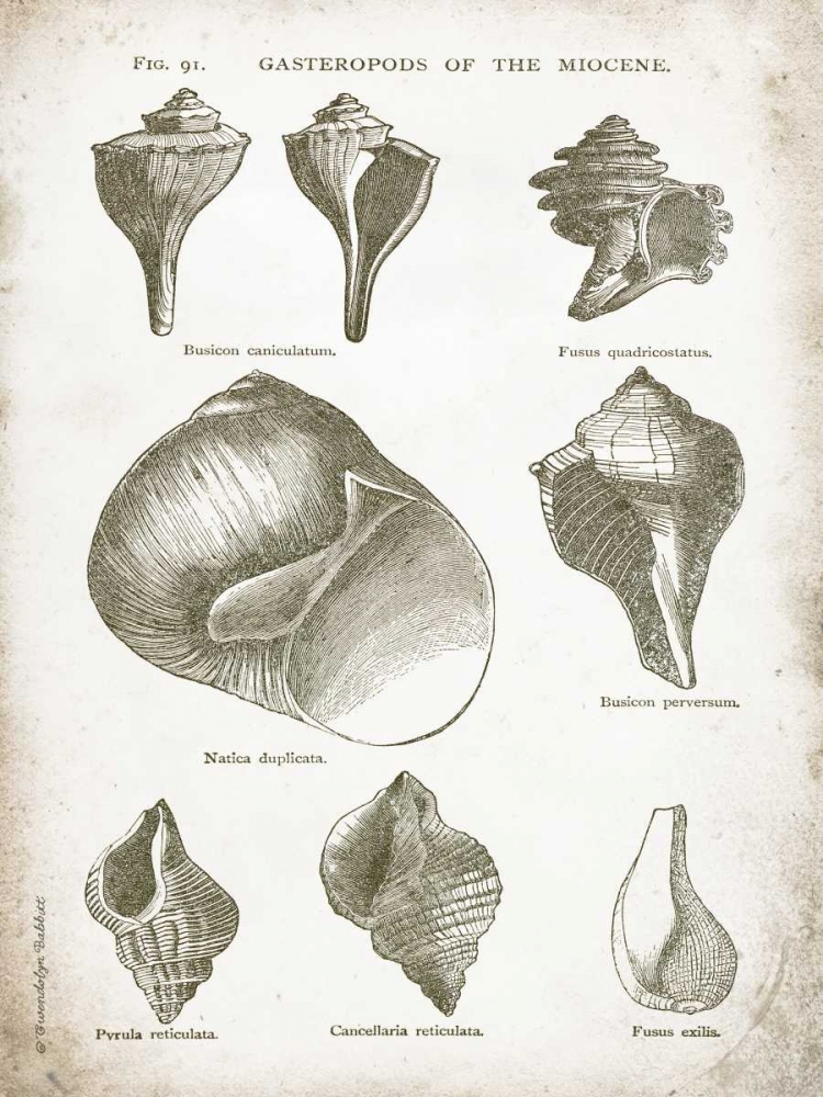 Vintage Shells II art print by Gwendolyn Babbitt for $57.95 CAD