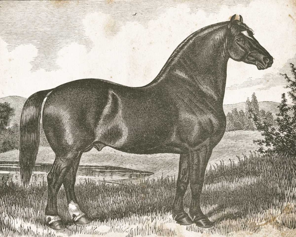 Horse Etching I art print by Gwendolyn Babbitt for $57.95 CAD