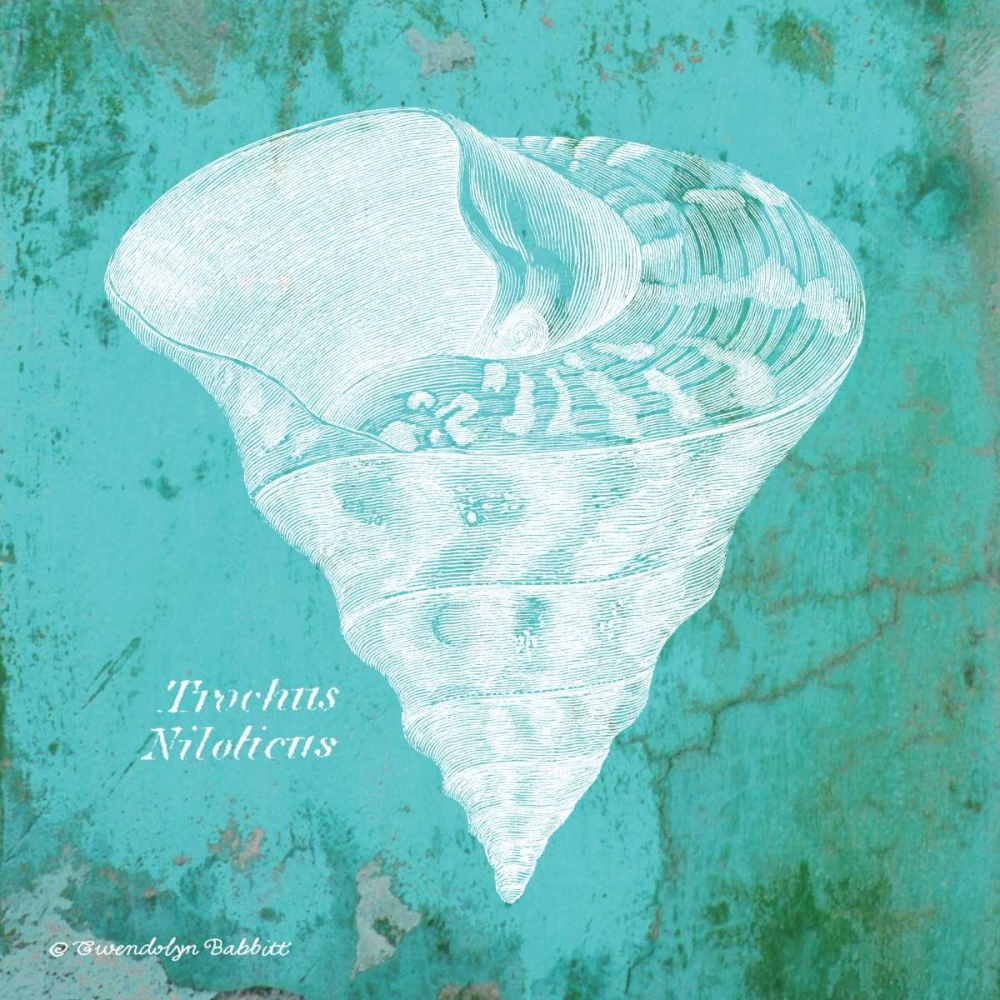 Caribbean Shell I art print by Gwendolyn Babbitt for $57.95 CAD