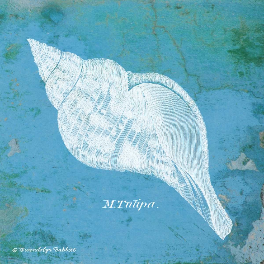 Caribbean Shell II art print by Gwendolyn Babbitt for $57.95 CAD