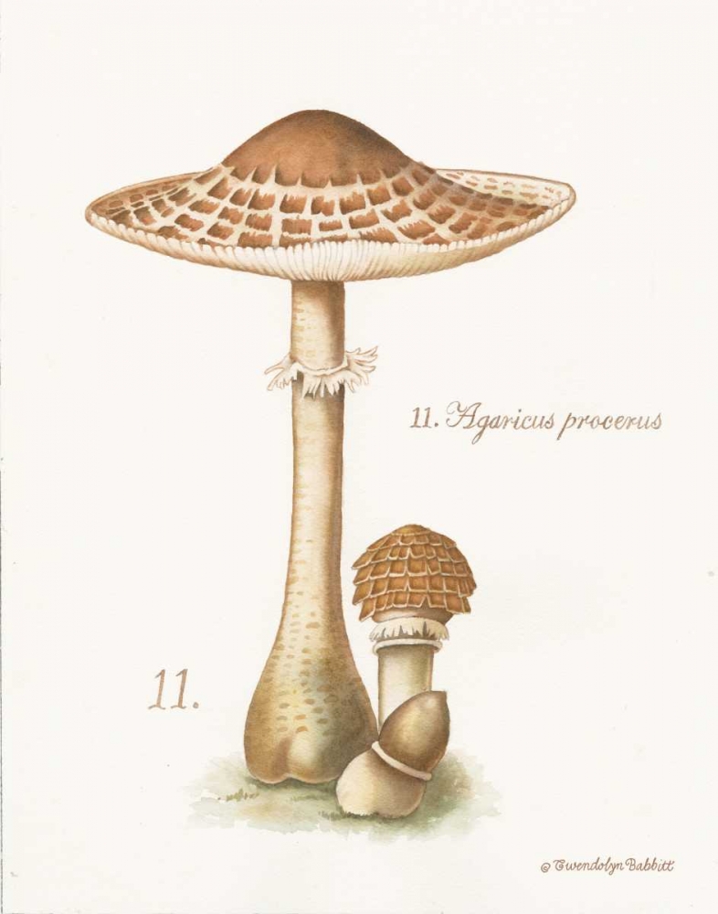 Mushroom I art print by Gwendolyn Babbitt for $57.95 CAD
