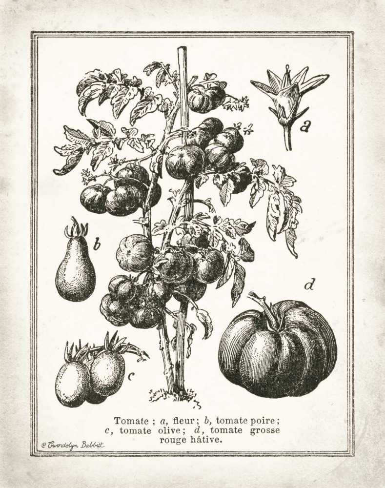French Tomatoes art print by Gwendolyn Babbitt for $57.95 CAD