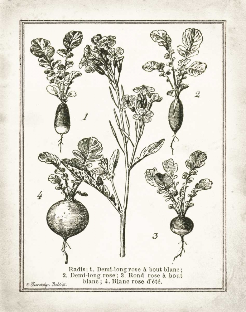 French Radishes art print by Gwendolyn Babbitt for $57.95 CAD