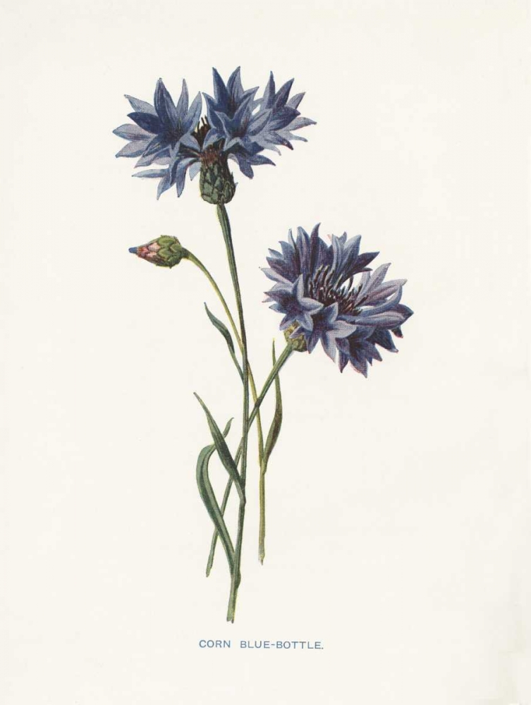 Corn Blue-Bottle art print by Gwendolyn Babbitt for $57.95 CAD