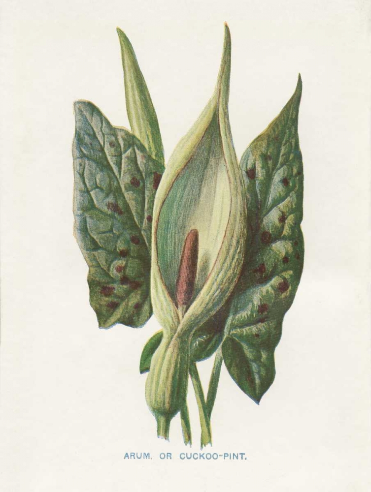 Green Arum art print by Gwendolyn Babbitt for $57.95 CAD