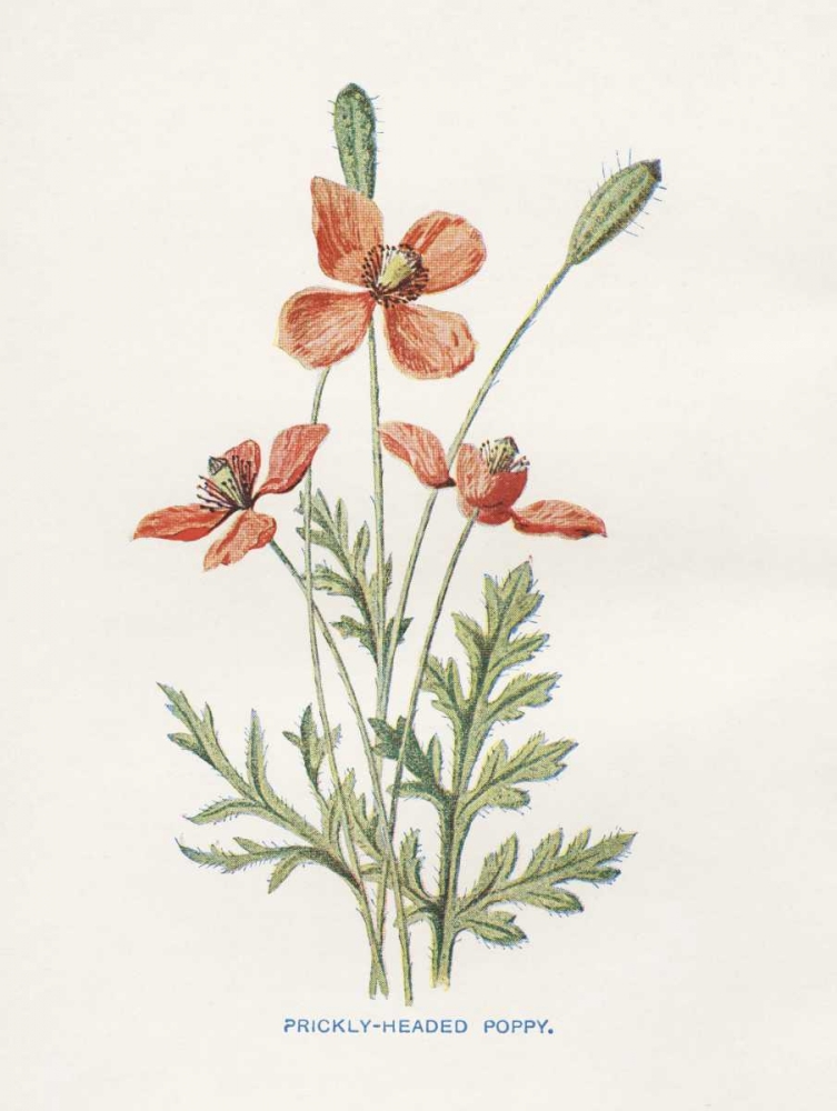 Prickly Headed Poppy art print by Gwendolyn Babbitt for $57.95 CAD