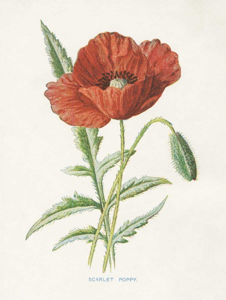 Scarlet Poppy art print by Gwendolyn Babbitt for $57.95 CAD