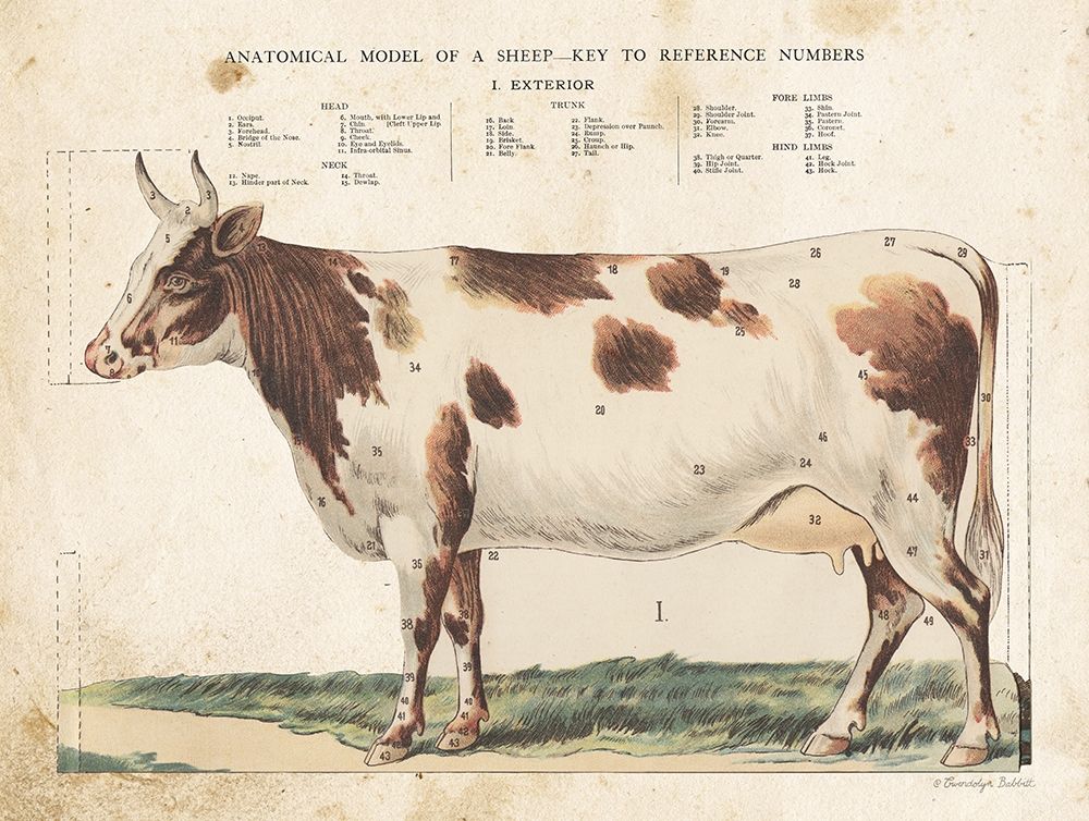 Anatomical Model Cow art print by Gwendolyn Babbitt for $57.95 CAD